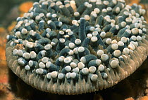 Mushroom coral (Heliofungia actiniformis) with polyps extended, Bunaken, Sulawesi, Indonesia.