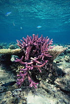 Purple acropora coral {Acropora sp}, Great Barrier Reef, Australia.