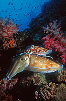 Pharao cuttlefish (Sepia pharaonis), very small male guarding large egg-laying female. Andaman Sea, Thailand.