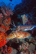 Pharao cuttlefish (Sepia pharaonis), very small male guarding large egg-laying female from approaching male, Andaman Sea, Thailand.