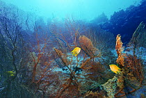 Golden damselfish (Amblyglyphidodon aureus) amongst gorgonian corals. Andaman Sea, Thailand.