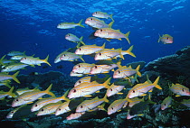 School of Yellowstripe goatfish (Mulloides flavolineatus)  Great Barrier Reef, Australia.