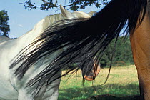 Domestic horse making use of another horse's tail as fly whisk. UK.