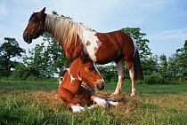 Domestic horse, skewbald mare and foal (Equus caballus). UK.