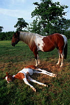 Domestic horse, skewbald mare with resting foal (Equus caballus). UK.
