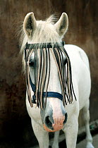 Domestic horse (Equus caballus) with fly fringe. UK.
