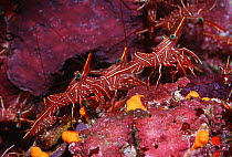 Durban hingebeak shrimp (Rhynchocinetes durbanensis) on coral reef, Andaman Sea, Thailand.
