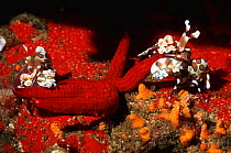 Harlequin shrimp (Hymenocera picta), pair with Starfish prey. Andaman Sea, Thailand.