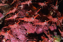 Hingebeak shrimps (Rhynchocinetes durbanensis). Andaman Sea, Thailand.