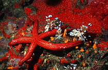 Harlequin shrimp (Hymenocera picta), pair with starfish prey. Andaman Sea, Thailand.