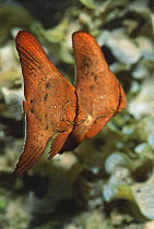Two Juvenile Circular spadefish (Platax orbicularis). Bunaken National Park, North Sulawesi, Indonesia.