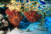 Crown-of-thorns starfish (Acanthaster planci) feeding on coral, Red Sea, Egypt.
