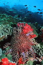 Crown-of-thorns starfish (Acanthaster planci) on coral reef, Red Sea, Egypt.