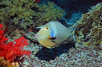 Bluespine unicornfish (Naso unicornis) Red Sea, Egypt.