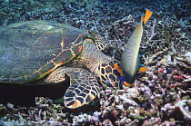 Hawksbill turtle (Eretmochelys imbricata) rooting in coral rubble to feed on sponges growing on the base of the coral, accompanied by a Blue-face angelfish (Pomacanthus xanthometopon) who is hoping fo...