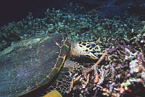 Hawksbill turtle (Eretmochelys imbricata) feeding on sponges at base of coral rubble. Malaysia.