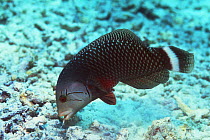 Rockmover wrasse (Novaculichthys taeniourus) searhing for prey on coral reef, Bunaken NP, North Sulawesi, Indonesia.