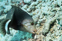 Rockmover wrasse (Novaculichthys taeniourus) moving a rock to search for prey on coral reef, Bunaken NP, North Sulawesi, Indonesia.