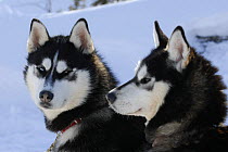 Siberian husky sled dogs (Canis familiaris) pair in snow, Northwest Territories, Canada March 2007