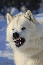 Canadian Eskimo Dog (Canis familiaris), male showing aggressive behaviour, baring teeth, Northwest Territories, Canada March 2007