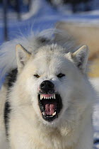 Canadian Eskimo dog (Canis familiaris), male dog showing aggression, baring teeth, Northwest Territories, Canada March 2007