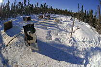Canadian Eskimo working dogs (Canis familiaris) chained up and resting in the snow, Northwest Territories, Canada March 2007
