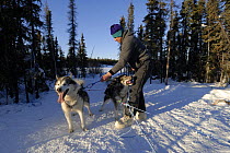 Musher harnessing Canadian Eskimo sledge dogs (Canis familiaris) Northwest Territories, Canada March 2007