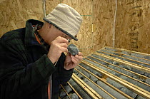 Geologist studying mineral cores through a magnifying galss, Northwest Territories, Canada March 2007
