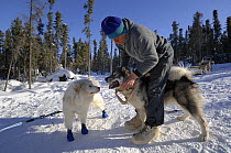 Musher harnessing Canadian Eskimo sledgedogs (Canis familiaris) Northwest Territories, Canada March 2007