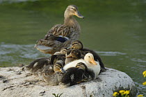 Mallard duck female (Anas platyrhynchos) with ducklings resting on rock beside water, one white colour morph, Marne, France