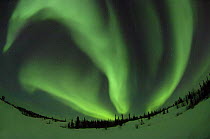 Northern lights (Aurora borealis) Northwest Territories, Canada, March 2007