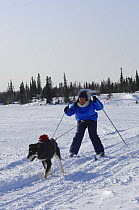 Person cross country / Nordic skiing pulled by dog (Canis familiaris) Northwest Territories, Canada. March 2007