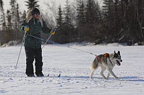 Person cross country / Nordic skiing pulled by dog (Canis familiaris) Northwest Territories, Canada. March 2007