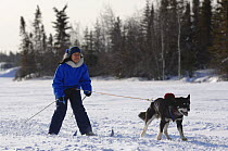 Woman cross country / Nordic skiing pulled by dog (Canis familiaris) Northwest Territories, Canada. March 2007