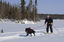 Man cross country / Nordic skiing pulled by dog (Canis familiaris) Northwest Territories, Canada. March 2007