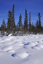 Taiga forest with spruce trees on the shores of the frozen Great Slave Lake, in the Northwest Territories, Canada, Winter  March 2007
