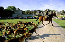 Hunting show with pack of French Tricolore Hounds (Canis familiaris) at the Chateau de la Bourbansais, Brittany, France