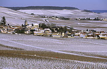 The village of Oger in winter, Cte de Blancs vineyard, Champagne country, France