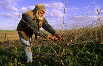 Man pruning vines in early spring, Cte de Blancs vineyard, Champagne country, France