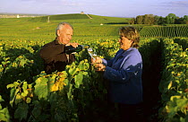Lydie and Francis Boyer, drinking champagne in their vineyard at Chouilly, Cte de Blancs vineyard, Champagne country, France 2006