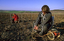 Workers tidying up rods on the stocks in early spring, Cramant, Cte de Blancs vineyard, Champagne country, France