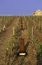 Vineyard heaters to protect stocks from early spring frost, Chouilly, Cte de Blancs vineyard, Champagne country, France