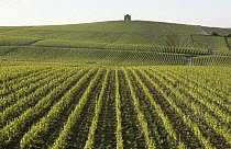 Chouilly vineyard in spring, 100% Grand Cru classification, Chardonnay wine, Cte de Blancs vineyard, Champagne country, France