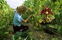 Chardonnay grape harvest in autumn, Chouilly, Cte de Blancs vineyard, Champagne country, France 2006