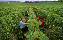 Chardonnay grape harvest during autumn, Chouilly, Cte de Blancs vineyard, Champagne country, France 2006