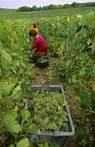 Chardonnay grape harvest during autumn, Chouilly, Cte de Blancs vineyard, Champagne country, France, 2006