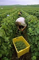 Chardonnay grape harvest during autumn, Chouilly, Cte de Blancs vineyard, Champagne country, France