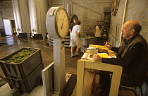 Chardonnay harvest - weighing grapes at M. Coquillette Champagne producer in Chouilly, Cte de Blancs vineyard, Champagne country, France. 2006