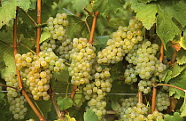 Bunches of Chardonnay grapes on the vine, Cte de Blancs vineyard, Champagne country, France