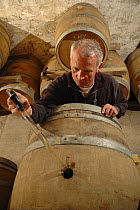 Francis Boyer testinghis champagne in oak barrels, Chouilly, Cte de Blancs vineyard, Champagne country, France